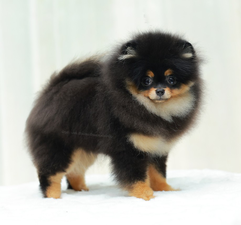 ปอมแท้ ปอมหน้าหมี HRF-68108 เพศหญิง สีแบล็คแทน ตัวจิ๋วตัวเล็ก แก้มอ้วน น่าฟัดมาก...