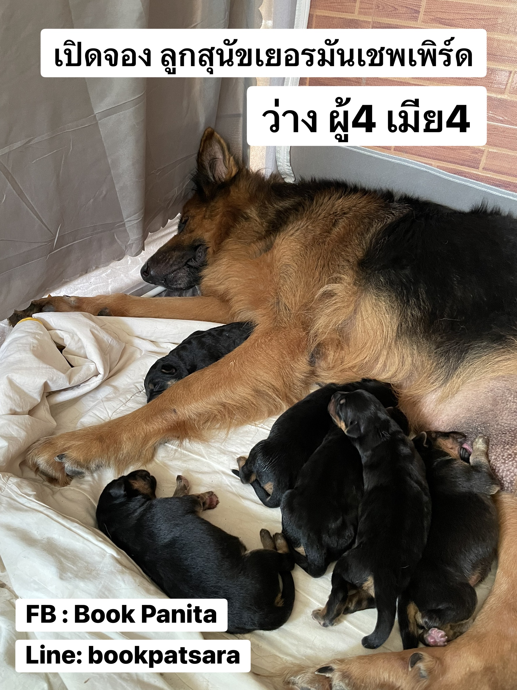 ลูกสุนัขเยอรมันเชพเพิร์ด (อัลเซเชี่ยน) ว่าง:ผู้4 เมีย4