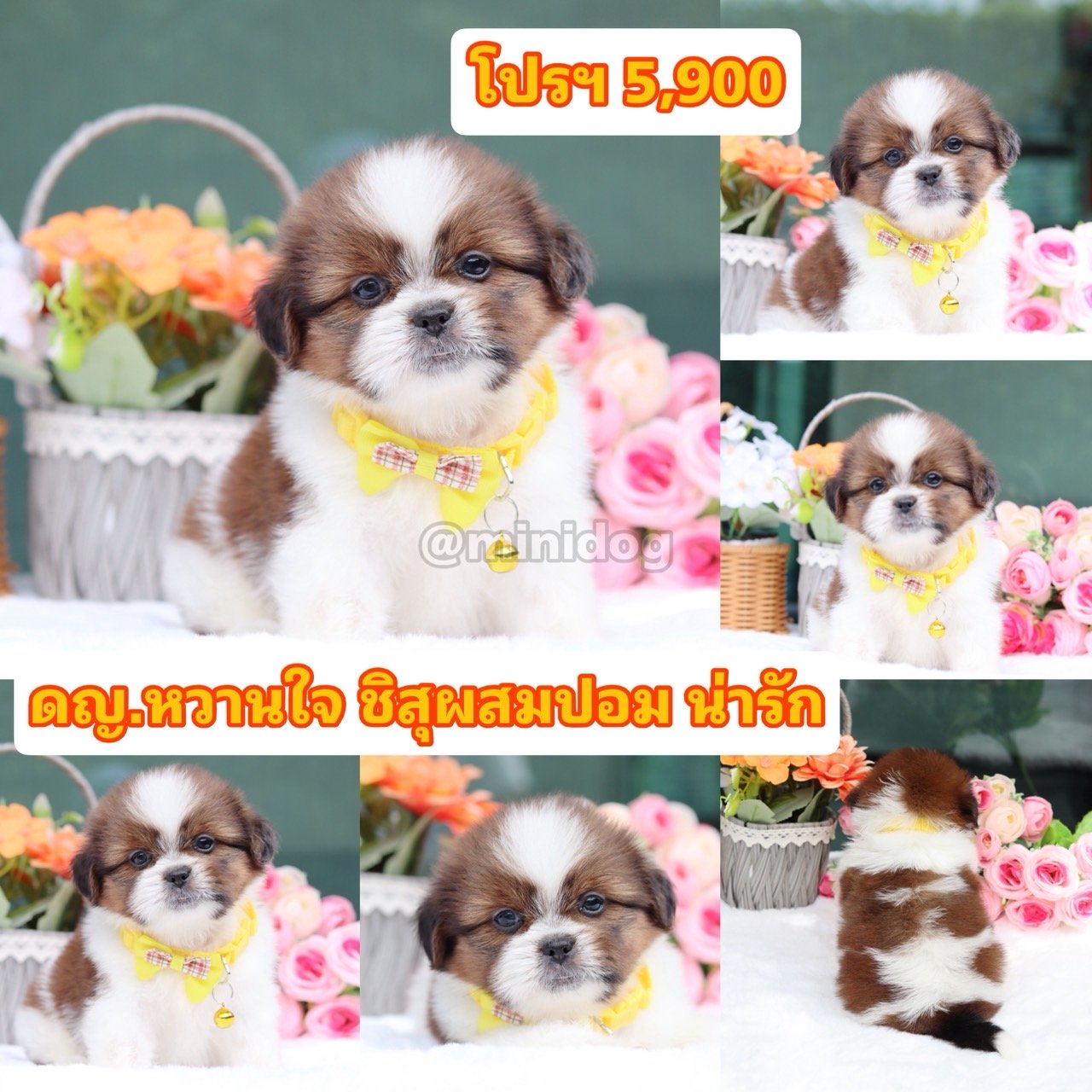 ชิสุผสมปอม