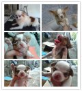 CHIHUAHUA ไซร์เล็ก เพศผู้ 1 เมีย 1 หาบ้านใหม่ ราคาไม่แพงเกรดสวย