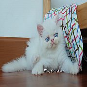 ลูกแมว Exotic longhair เอ็กโซติก ลองแฮร์ ขนยาว สีขาว ตาสีฟ้า เพศชาย 