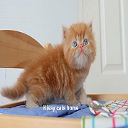 น้องลีโอ ลูกแมวเปอร์เซีย สีส้ม เพศชาย Persian cat