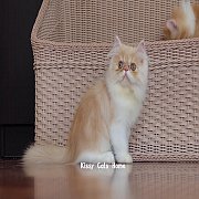 พร้อมย้ายบ้าน ลูกแมว เปอร์เซีย ขาวส้ม เพศหญิง หน้าบี้