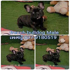 นาทีทอง 8900 ‼️เฟรนช์ บูลด็อก สายเลือดดีเยี่ยม เพ็ดเต๋มใบ  french bulldog 