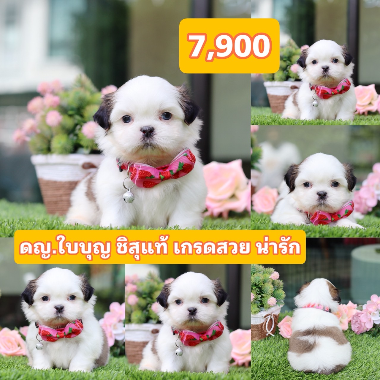 ชิสุแทัเกรดสวย