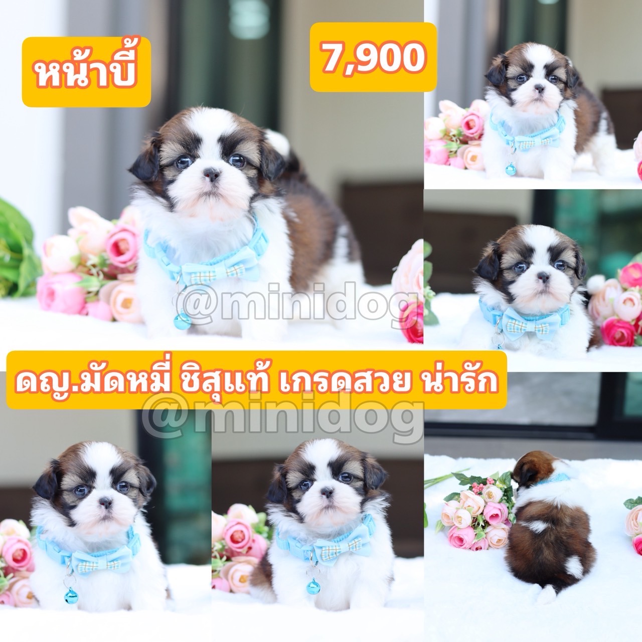 ชิสุแท้เกรดสวย