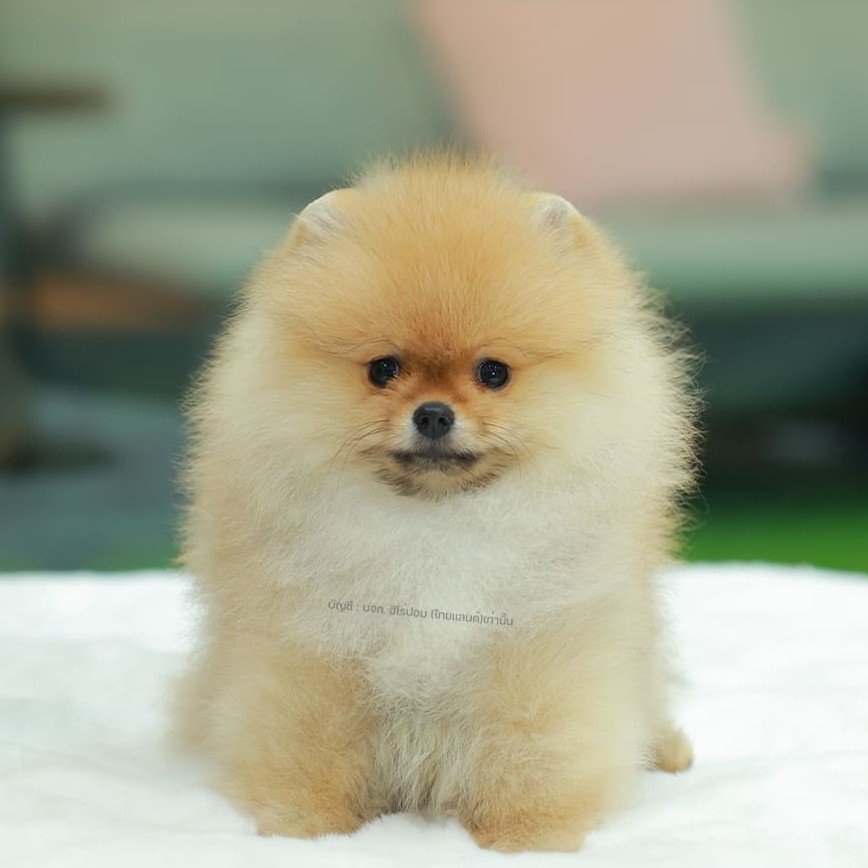 ปอมแท้ ปอมหน้าหมี HRF-89141 เพศหญิง สีส้ม ตัวจิ๋วตัวเล็ก แก้มอ้วน น่าฟัดมาก ๆ ตอ...