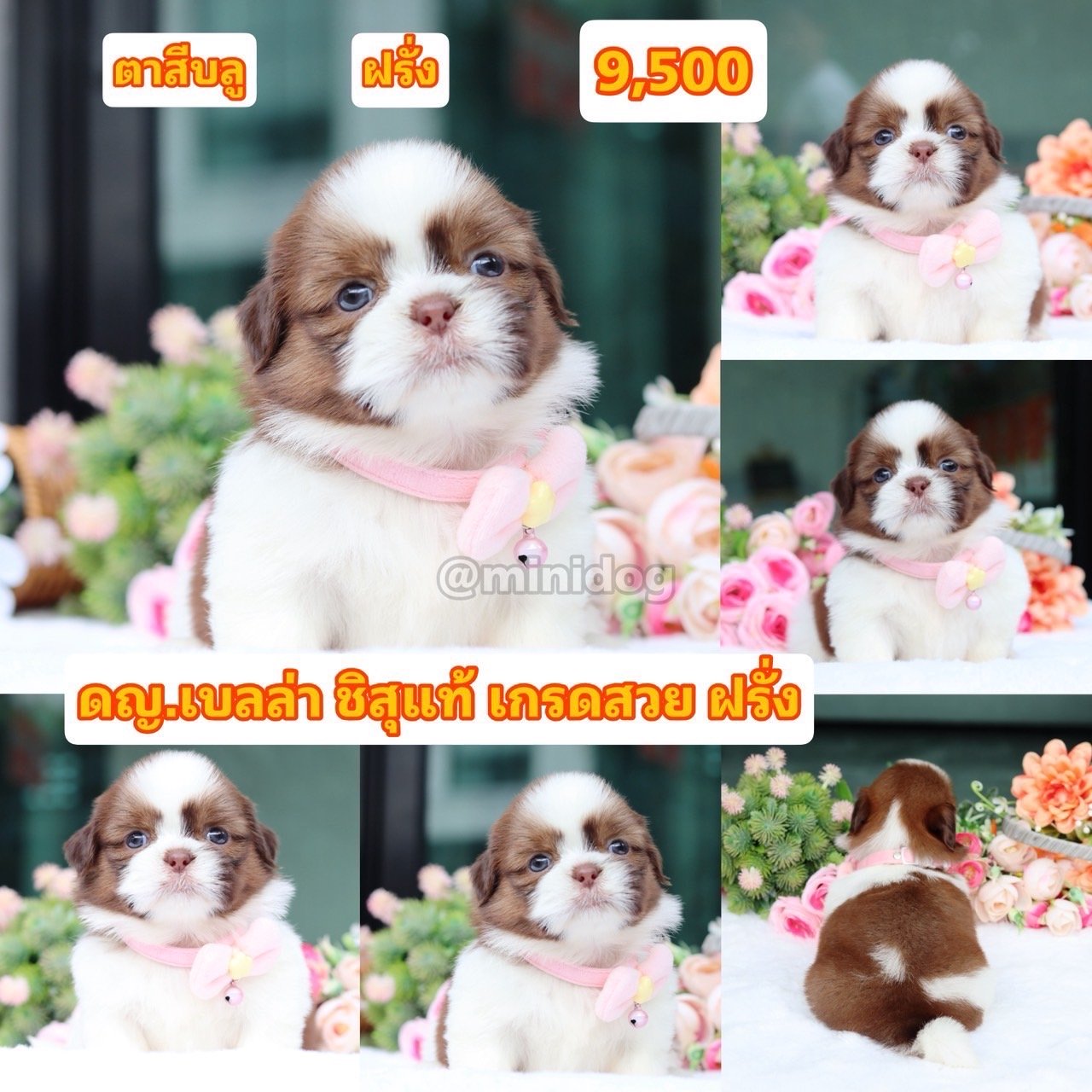 ชิสุแท้เกรดสวย