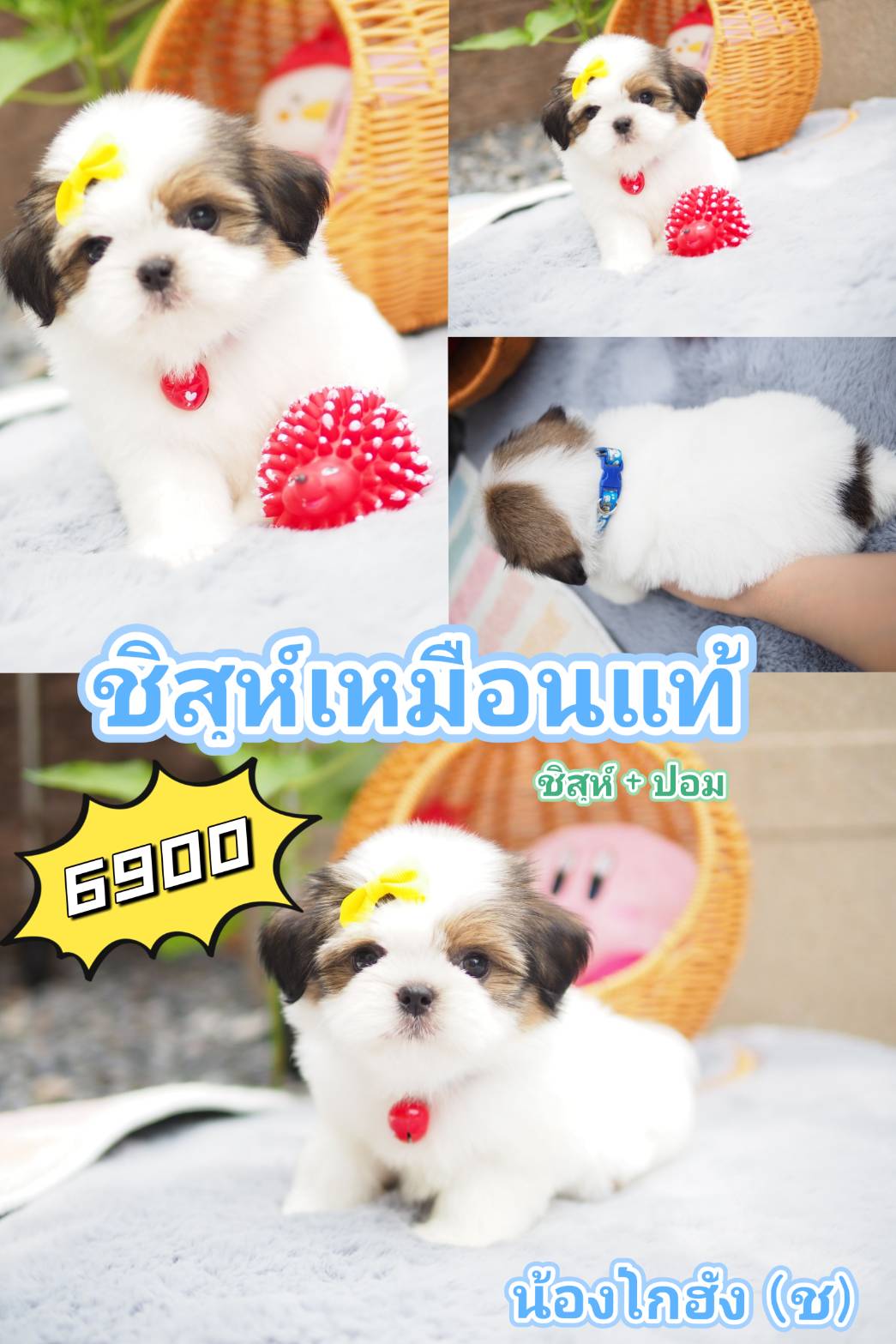 กิ๊ฟซ่า ชิสุ  ลดได้จ้า