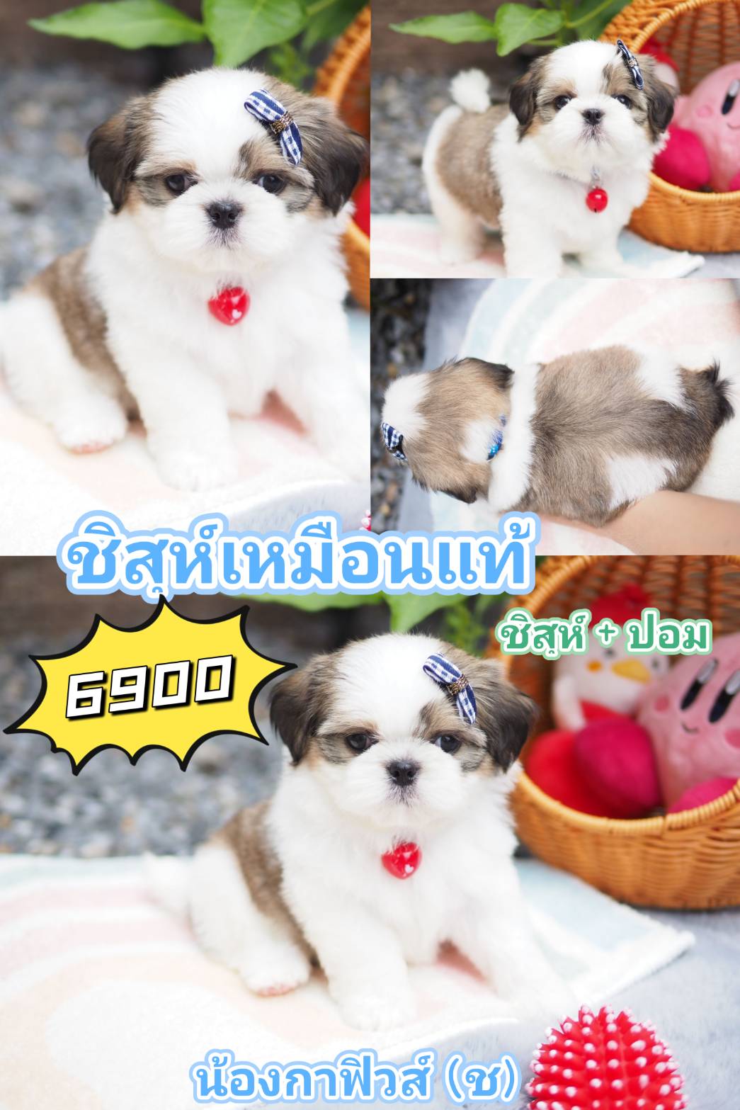 กิ๊ฟซ่า ชิสุ  ลดได้จ้า