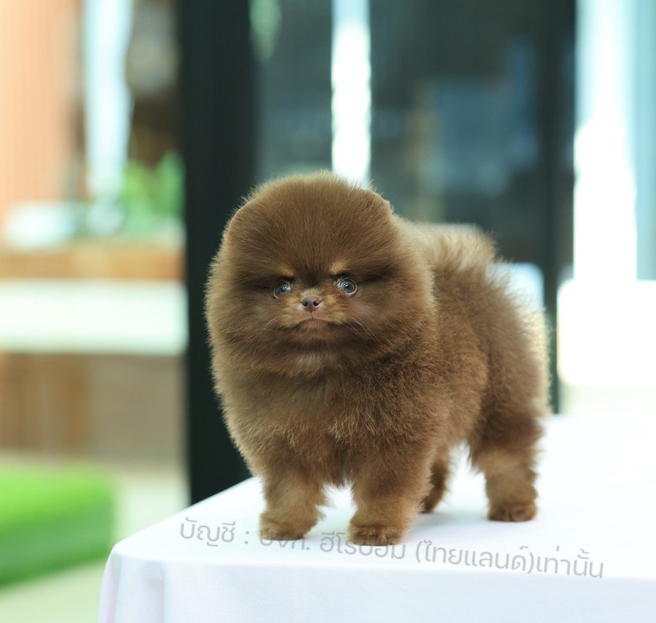 ปอมแท้ ปอมหน้าหมี HRM-10204 เพศชาย สีช็อค อายุ 2 เดือน ขนแน่น ขาใหญ่ กินเก่ง หน้...