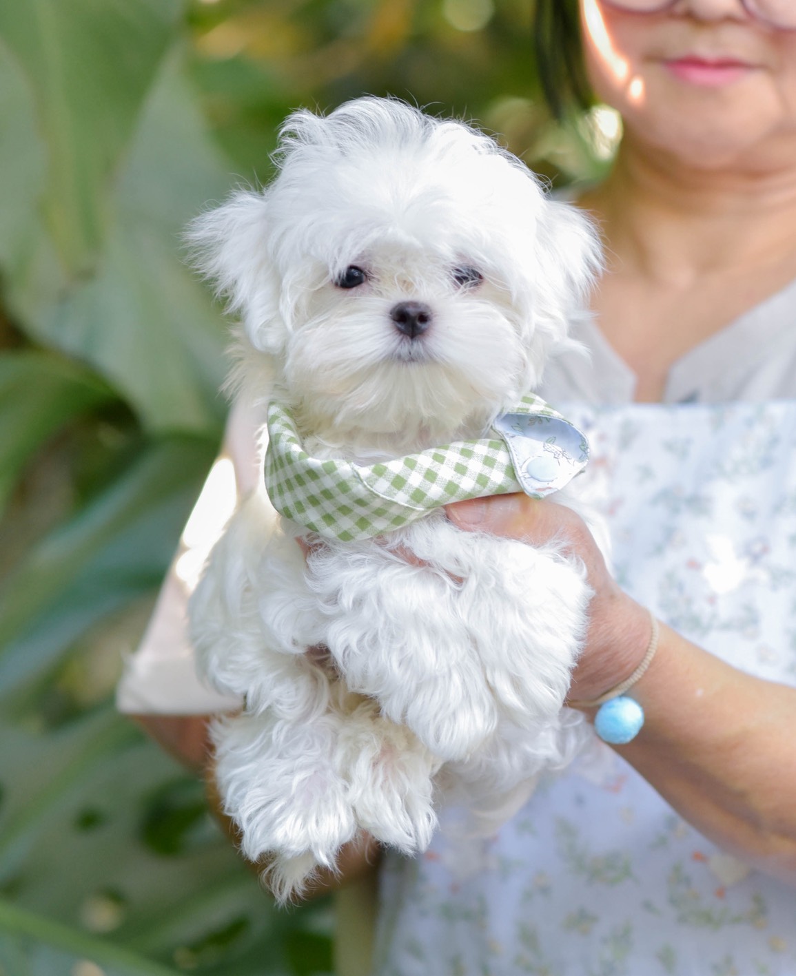 FYsmilepom น้องมอลทีส เพศผู้ หน้าตาน่ารักพร้อมย้ายบ้านค่า 0830777178