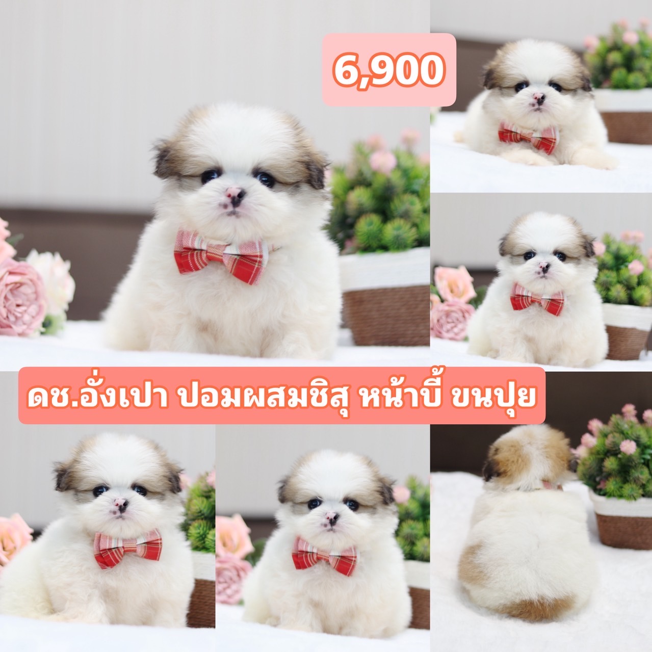 ชิสุผสมปอม