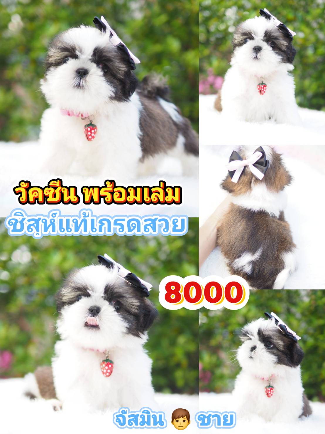 กิ๊ฟซ่า แถม วัคซีน