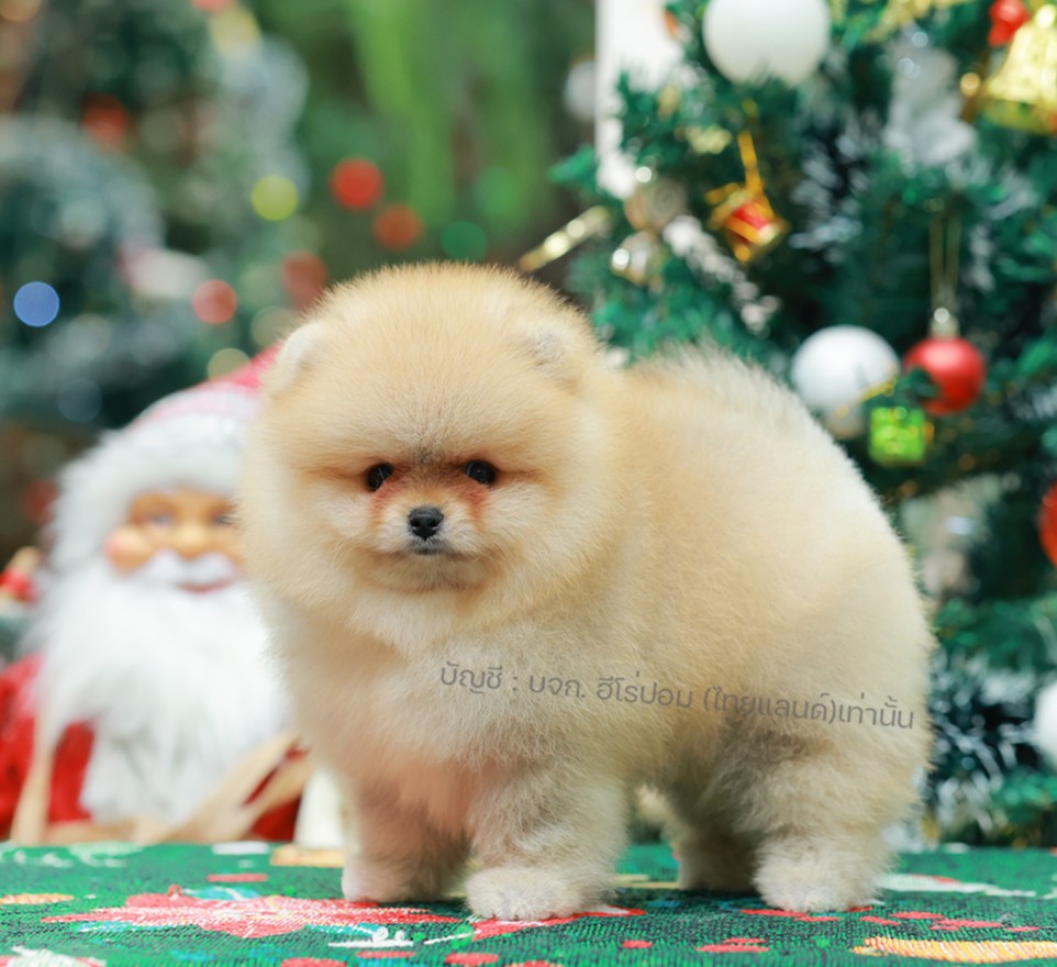 ปอมแท้ ปอมหน้าหมี HRM-10996 เพศชาย สีส้ม ตัวจิ๋วตัวเล็ก แก้มอ้วน น่าฟัดมาก ๆ ตอน...