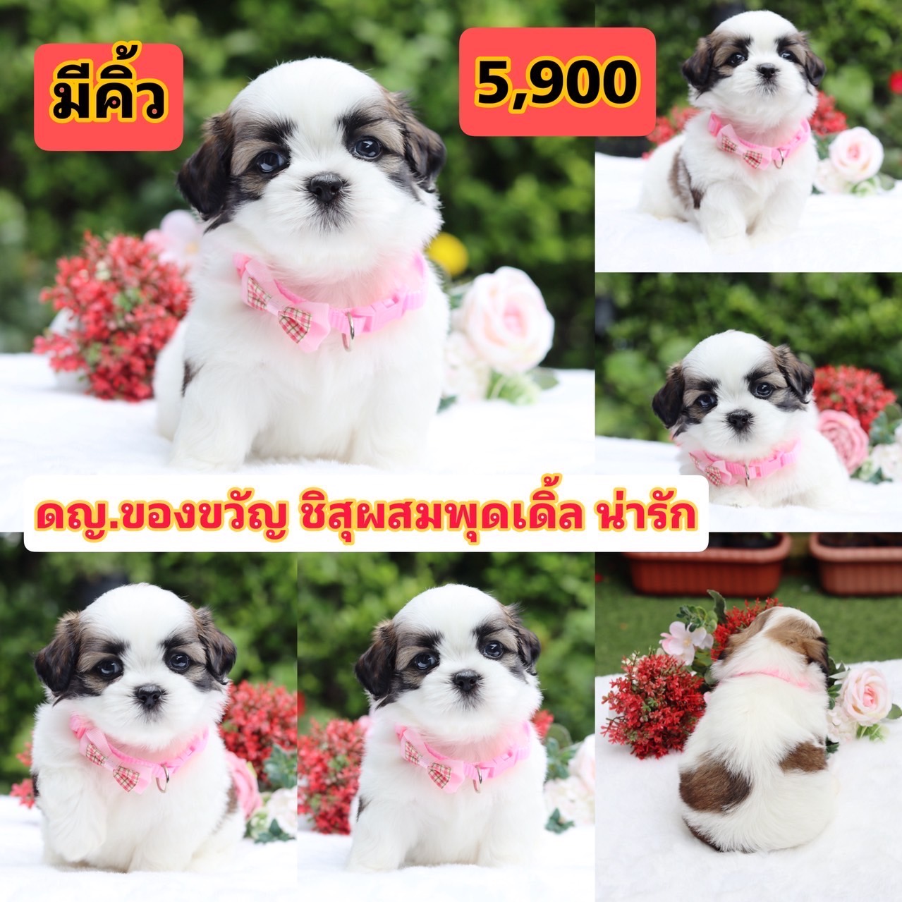 ชิสุผสมพุดเเดิ้ล