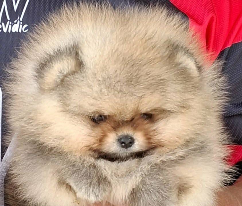 ลูกปอมเพศผู้และเมียหน้าหมีๆขนแน่นๆฟูฟูสายเลือดแชมป์จ้า