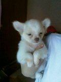 ขายชิวาว่า สีขาว 
