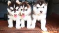 ลูกไซบีเรียน ฮัสกี้: Siberian Husky เชียงใหม่ ค่ะ