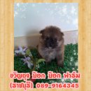 ขายลูกปอมพันธุ์แท้ เพศผู้ ราชบุรี (9000)