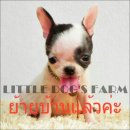 LITTLE DOG'S FARM : ย้ายบ้านแล้วจ้า สาวน้อยไซด์ทีคัพ ตัวจิ๋วๆ หน้าสั้นสวยๆค่ะ