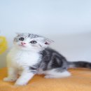 ขายเด็กชาย Scottish fold หูพับ ราคาเบาๆ