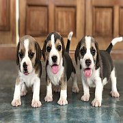 น้องบีเกิ้ลสีบลู ผู้ 2 เมีย 1 ราคาไม่แพงจ้า