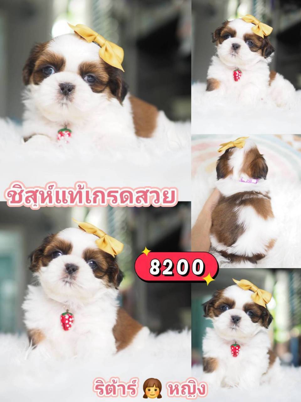 ชิสุห์แท้