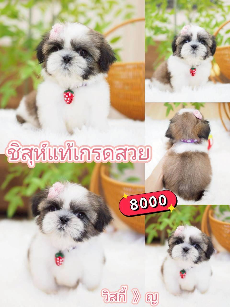 กิ๊ฟซ่าชิสุ ลดได้ จร้า