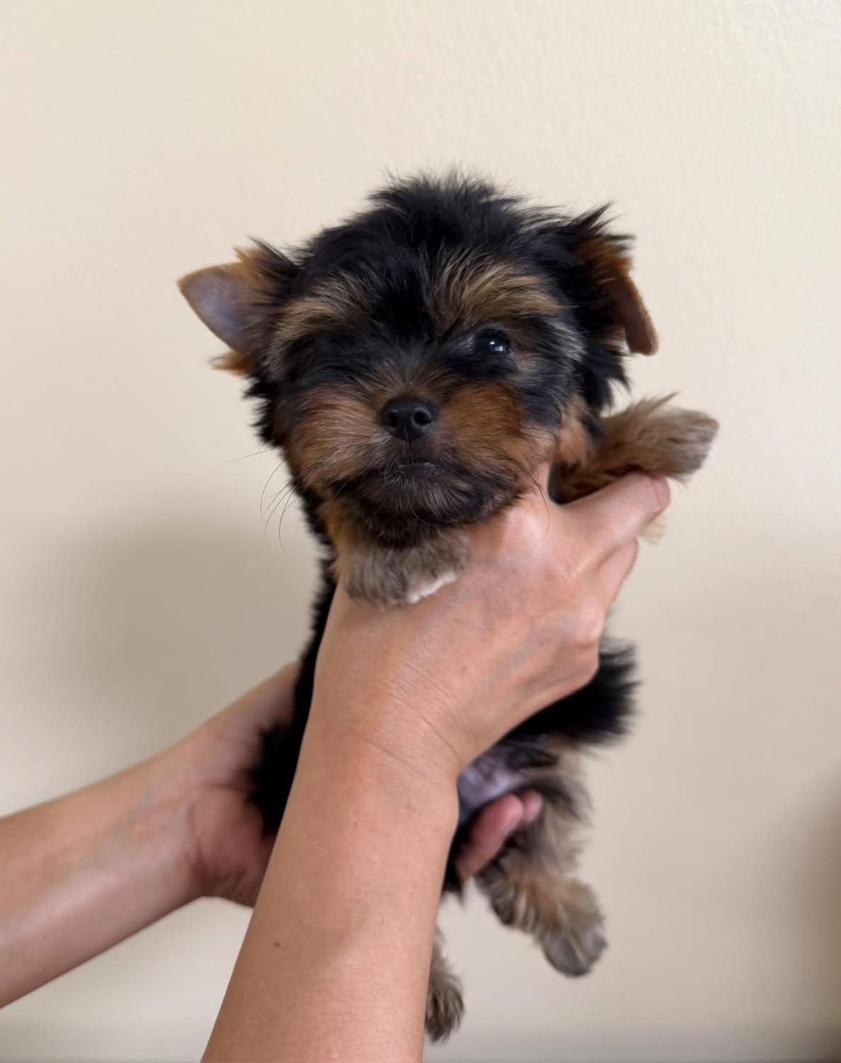 ยอร์คเชียร์ไซด์ทอยและทีคัพ