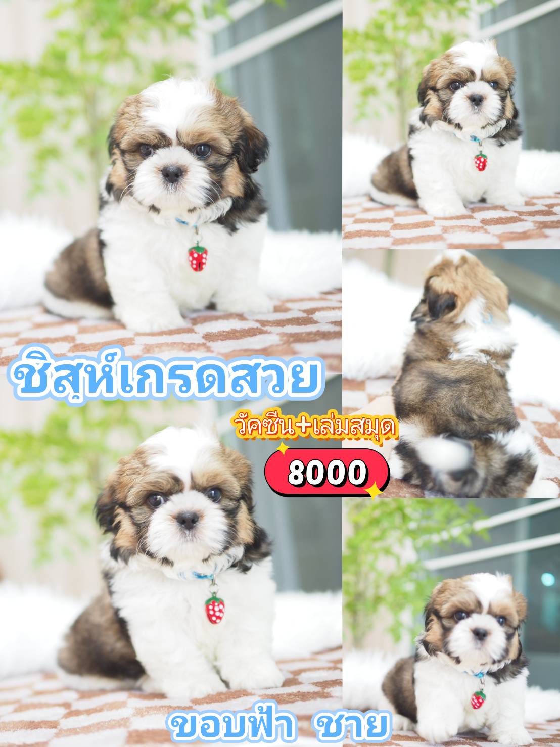 Shihtzu