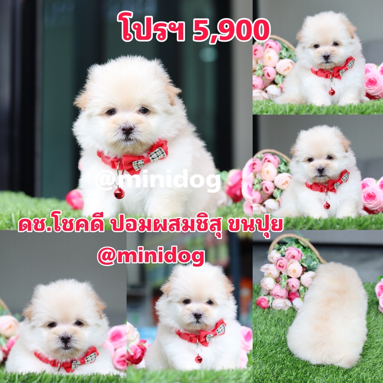 ชิสุผสมปอม