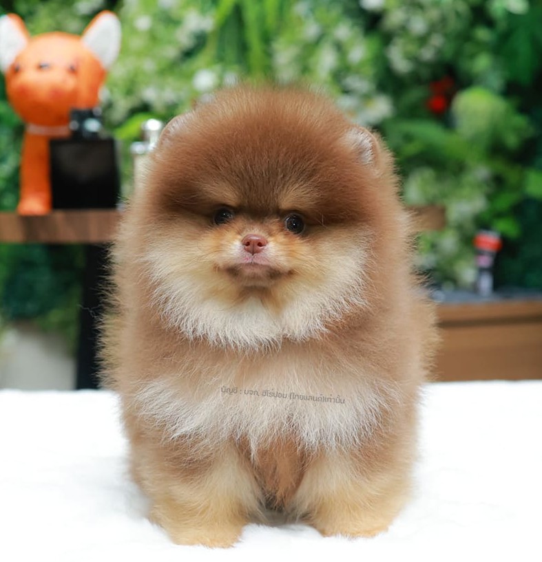 ปอมแท้ ปอมหน้าหมี HRM-10474 เพศชาย สีช็อคแทน ตัวจิ๋วตัวเล็ก แก้มอ้วน น่าฟัดมาก ๆ...