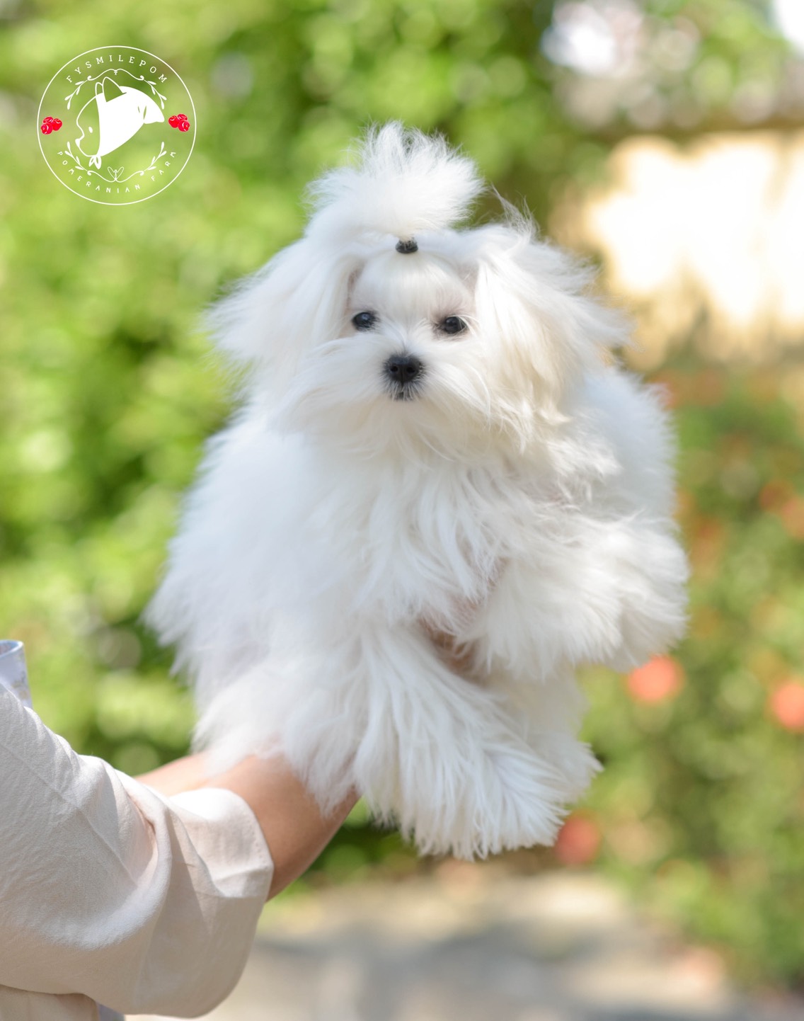 FYsmilepom น้องมอลทีส เพศเมีย หน้าตาน่ารักพร้อมย้ายบ้านค่า 0830777178 ,07