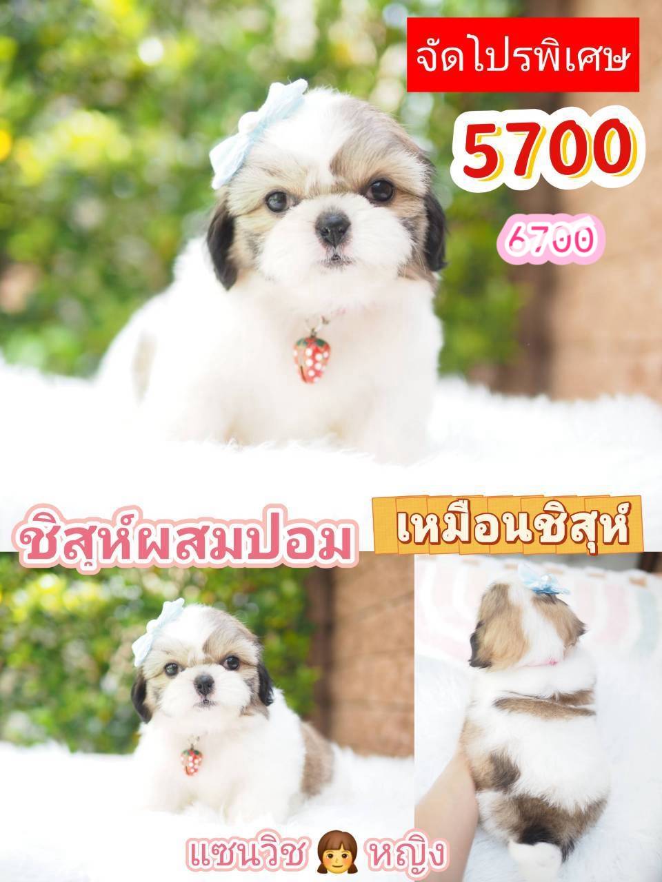 กิ๊ฟซ่า จัดโปร