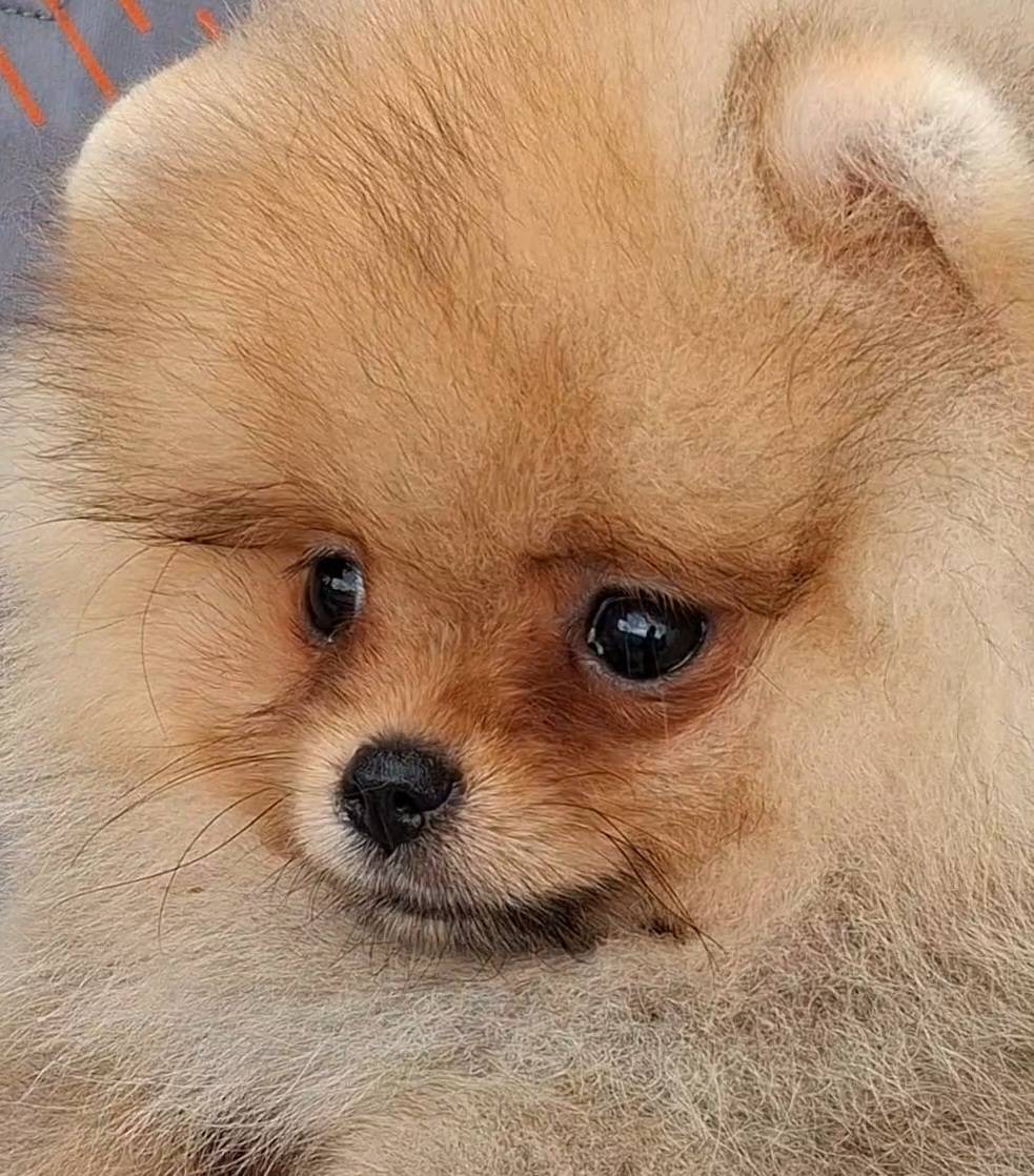 ปอมขนแน่นๆจ้า