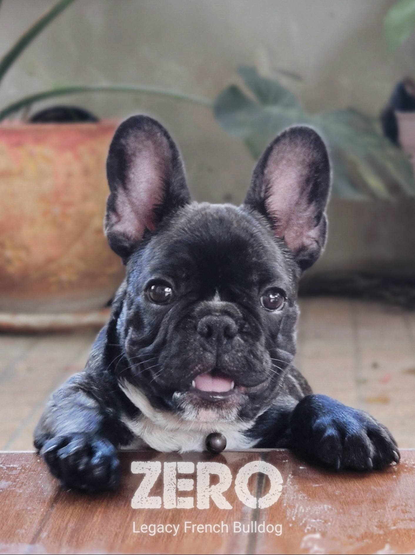 ZERO สุนัขเฟรนช์บูลด็อก