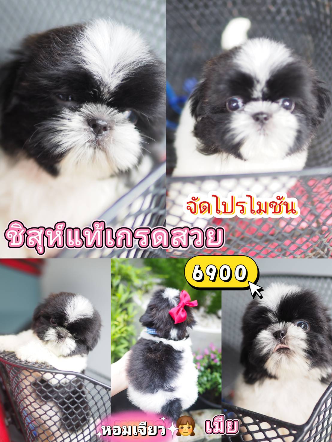 กิ๊ฟซ่าชิสุ
