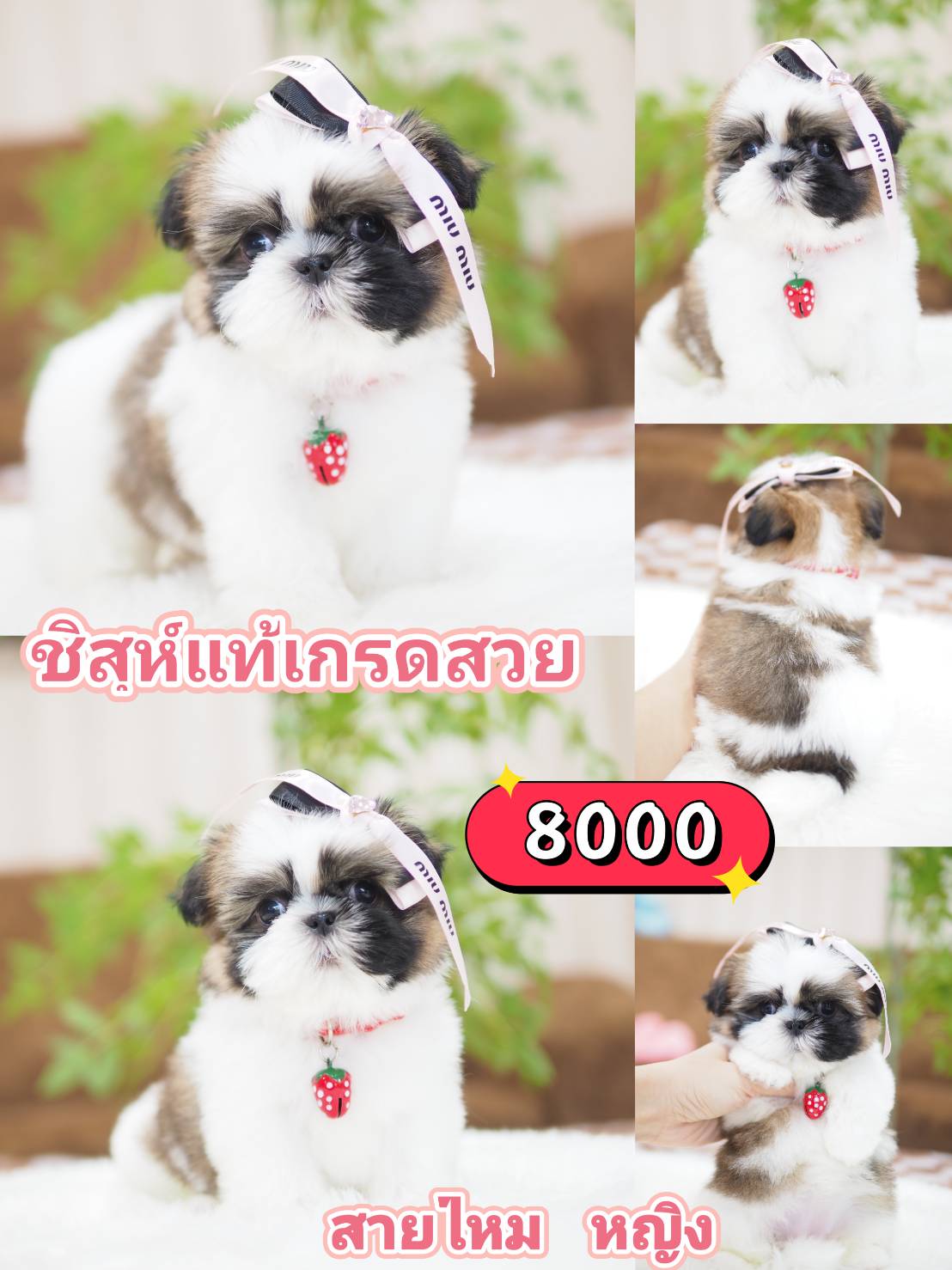 ชิสุห์เกรดสวย