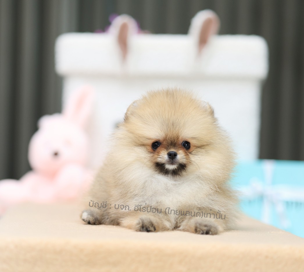 ปอมแท้ ปอมหน้าหมี HRF-10719 เพศหญิง สีส้ม อายุ 2 เดือน ขนแน่น ขาใหญ่ กินเก่ง หน้...