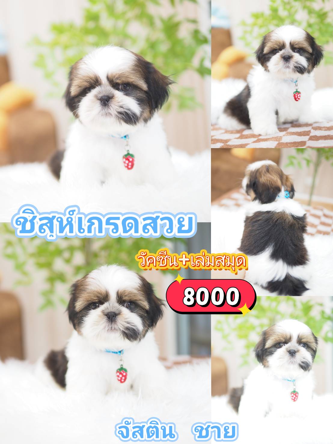 Shihtzu