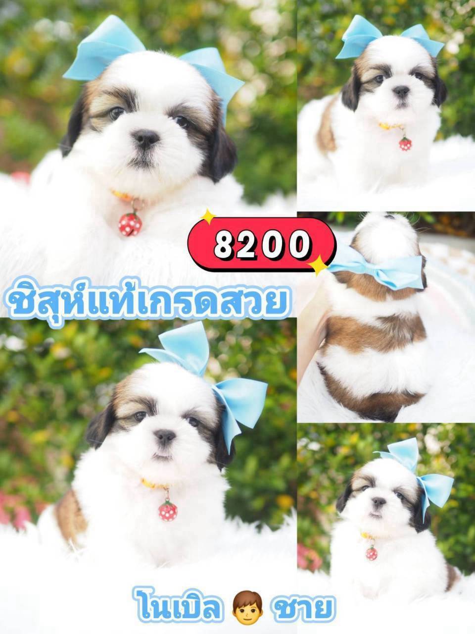 กิ๊ฟซ่า