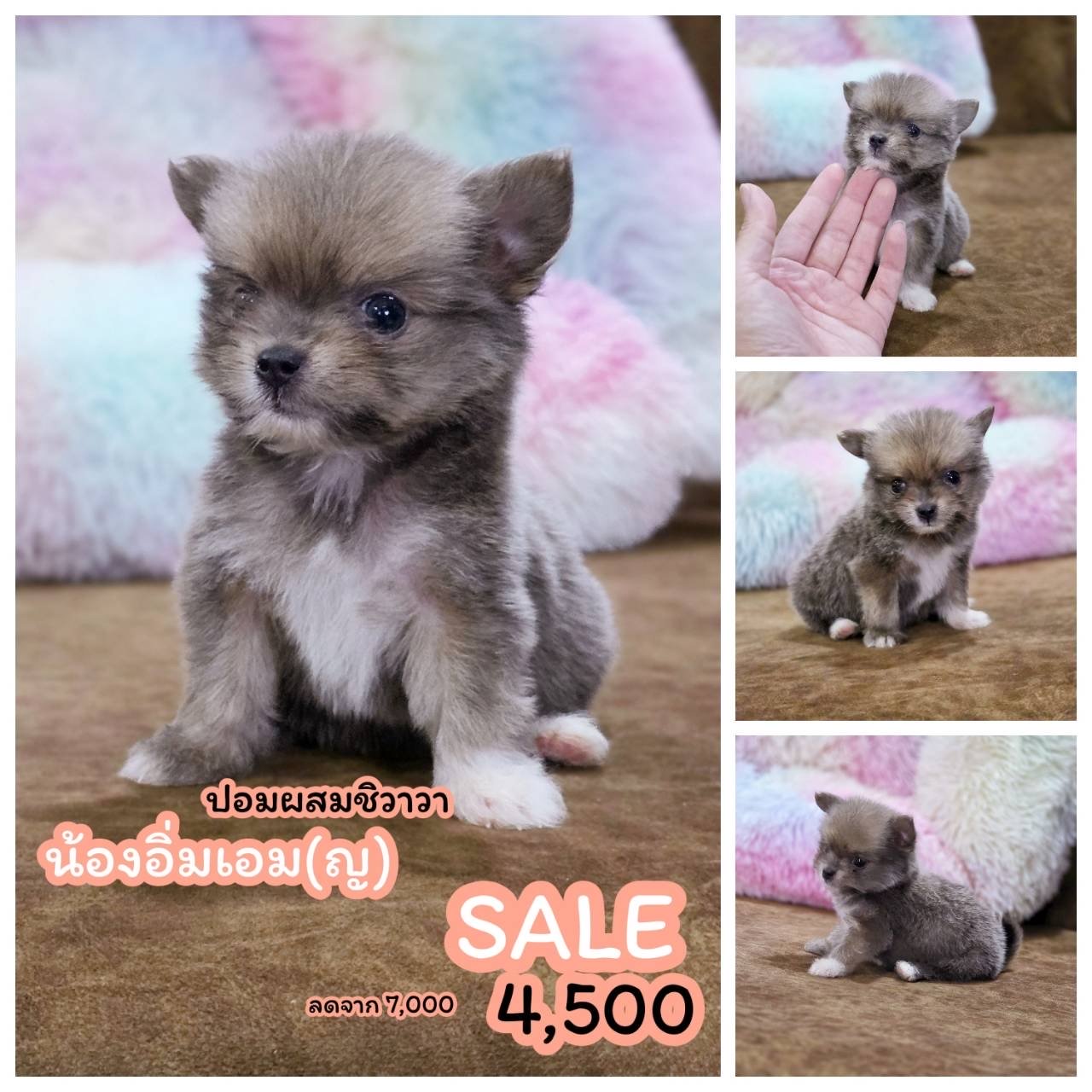 ชิวาวาผสมปอม ตัวจิ๋ว พร้อมย้ายบ้าน