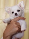 น้องข้าวสวย chihuahua เพศเมีย ขนยาว สีขาว-ครีมอ่อนๆ ราคา 9500 พร้อมย้ายบ้านครับ