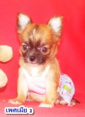 Chihuahua ขนยาว เพศเมีย สีน้ำตาล ไซด์จิ๋ว ราคาพิเศษ 9,500 เท่านั้น