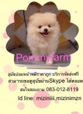 Pommyfarm จำหน่ายลูกสุนัขพันธุ์ปอมเมอเรเนียน เกรดโชว์-เลี้ยงเล่น วัคซีนแล้วทุกตั...