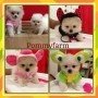 Pommyfarm จำหน่ายลูกปอมเมอเรเนียน หน้าหมี ขนแน่น โครงสร้างดี ฉีดวัคซีนแล้ว