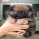 FYPOM KENNEL ขายน้อง Near เพศเมีย สีส้ม โครงสร้างดี มีใบเพ็ดดิกรี 