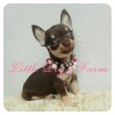 LITTLE DOG'S FARM : น้องได้บ้านแล้วค่ะ