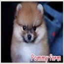 Pommyfarm จำหน่ายลูกปอมหน้าหมี คอกใหม่ มีทุกเพศ ทุกสี มีให้เลือกมากมาย ติดต่อได้...